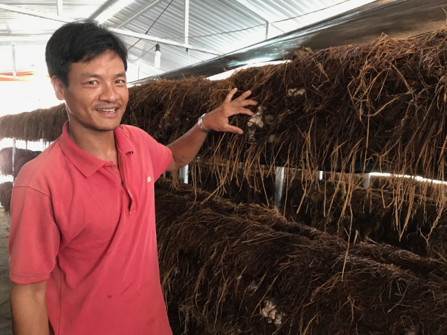Mỹ Tú nhân rộng mô hình trồng nấm rơm trong nhà