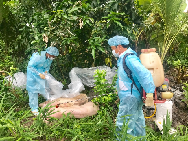 Mỹ Tú tiêu hủy ổ dịch tả heo Châu phi thứ 4 tại xã Long Hưng