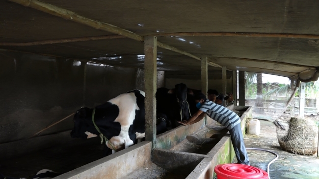 Lãnh đạo huyện thăm mô hình nuôi bò vỗ béo xã Thuận Hưng