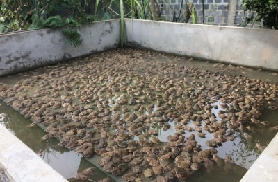 Hiệu quả mô hình nuôi ba ba thịt từ nguồn vốn Ngân hàng CSXH