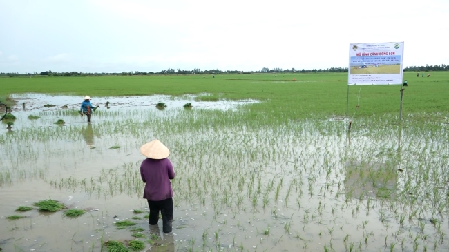 Kiểm tra mô hình “Cánh đồng  lớn” Chuyển đổi nông nghiệp bền vững (VnSAT) tại xã Phú Mỹ và xã Mỹ Thuận